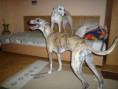 /album/a10-a-11-10-kryti-ronja-a-lord/kryti-rijen-2012-037-jpg/